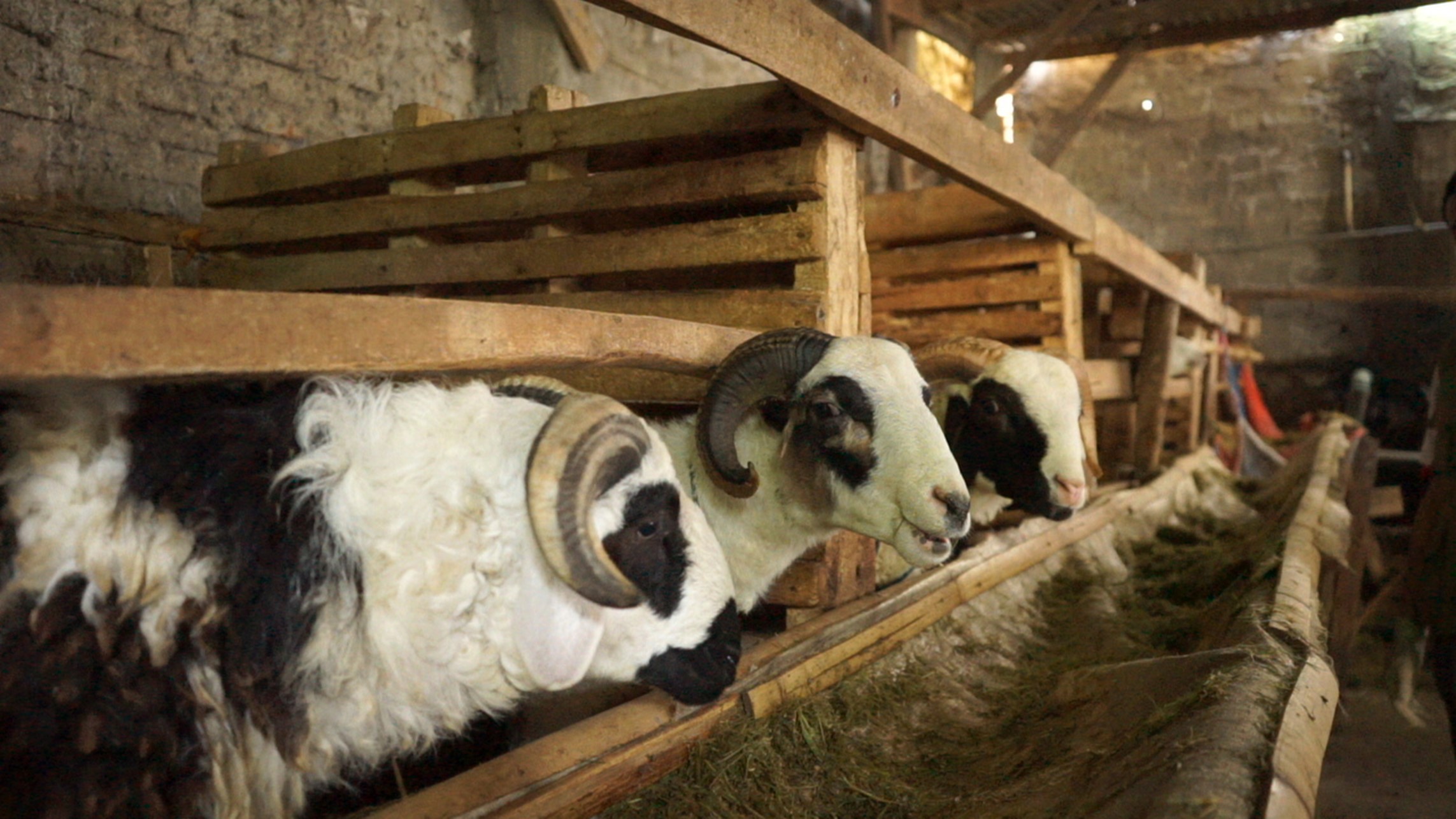Mengapa Jumlah Kambing Aqiqah Anak Perempuan dan Lelaki Berbeda?