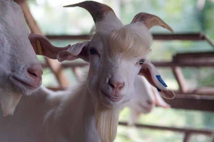 Bolehkah Menggabungkan Niat Qurban dan Aqiqah dengan Hanya Seekor Hewan yang Sama?