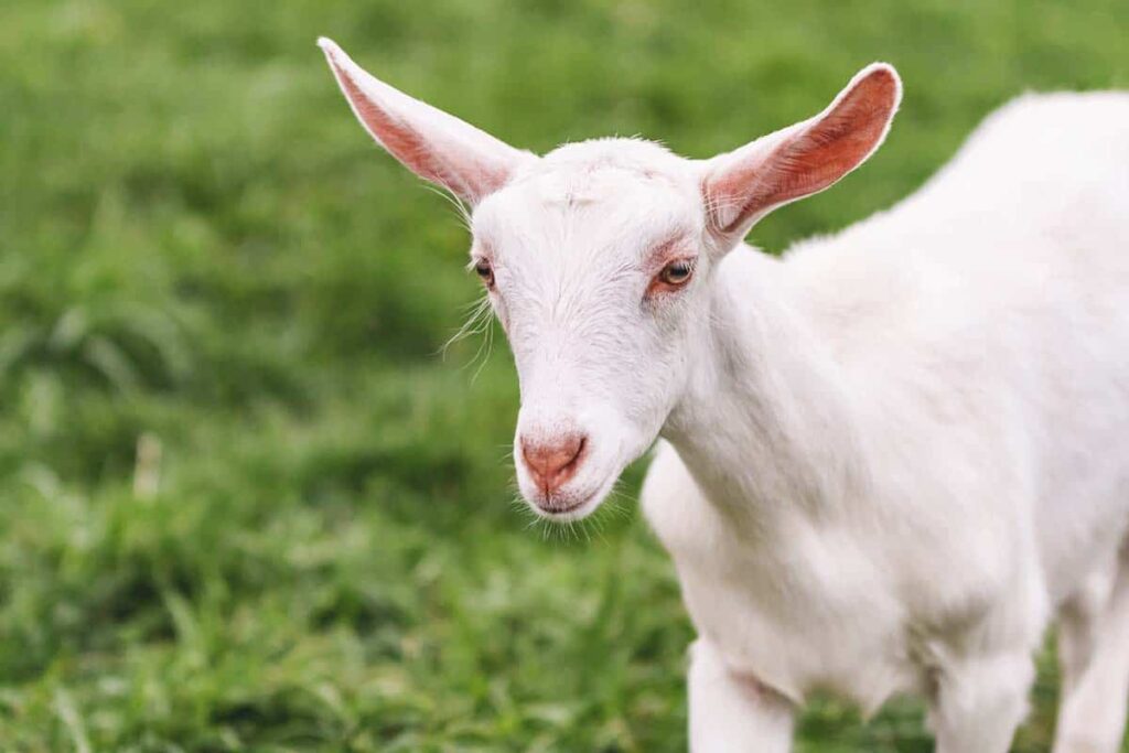 10 Perbedaan Aqiqah dan Qurban yang Perlu Ayah Bunda Ketahui