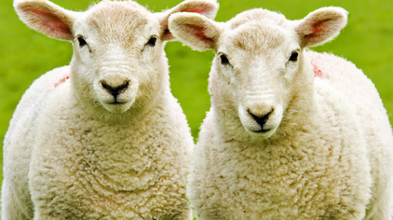 Bolehkah Menggabungkan Aqiqah dan Qurban? Ini Penjelasan Lengkapnya!