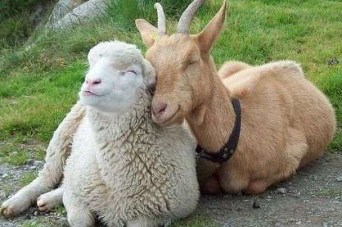 Kambing atau Domba, Mana yang Lebih Dianjurkan untuk Aqiqah?