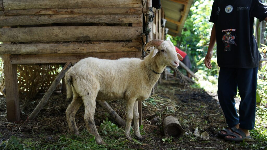 Aqiqah Bandung Paket Ekonomis Murah