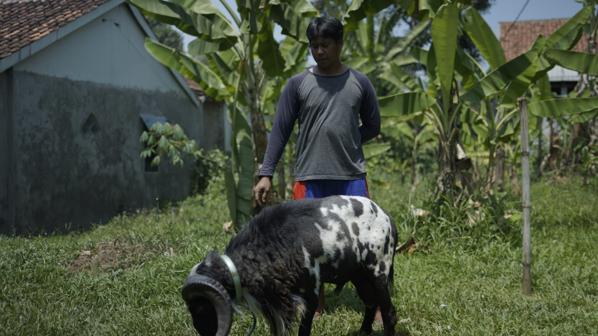 Aqiqah Bandung Paket Murah Berkualitas | Aqiqah Al Hilal