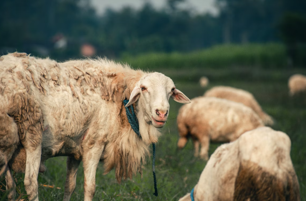 Ayah Bunda, Jangan Pakai Domba Cacat untuk Aqiqah!