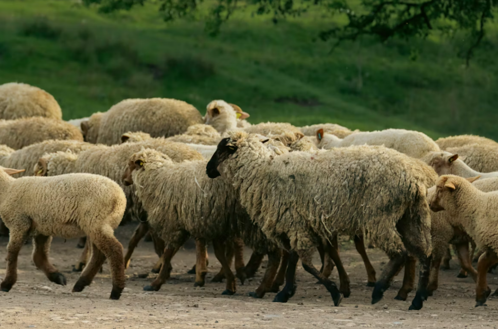 Tanpa Cacat dan Harus Cukup Umur, Inilah Ciri Domba yang Sehat untuk Aqiqah