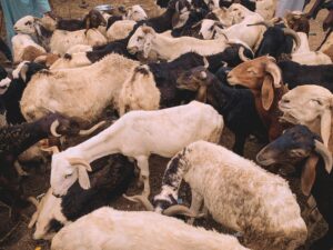 Qurban dan Aqiqah: Apa Bedanya? Bagaimana Pelaksanaannya?