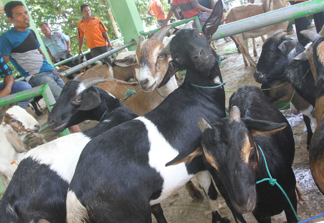 Jika Belum Aqiqah, Bolehkah Kita Tetap Berqurban?