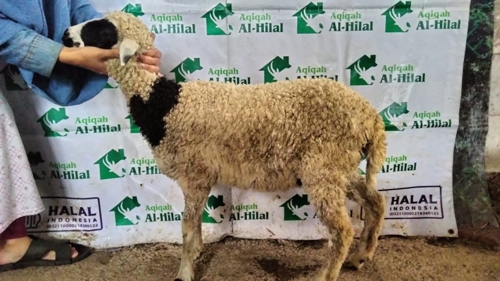 Ayah Bunda, Tahukah Kenapa Jumlah Kambing Aqiqah Anak Laki-laki dan Perempuan Berbeda?
