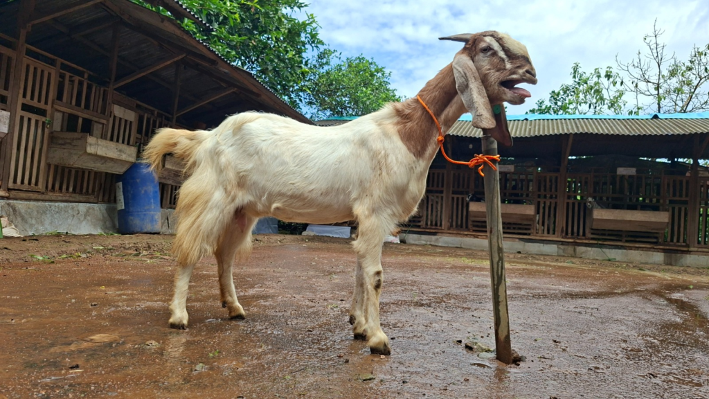 Memilih Kambing Aqiqah Tidak Cukup Hanya Melihat Ukurannya